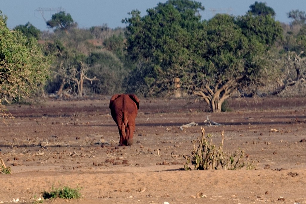 Kenia (315).jpg